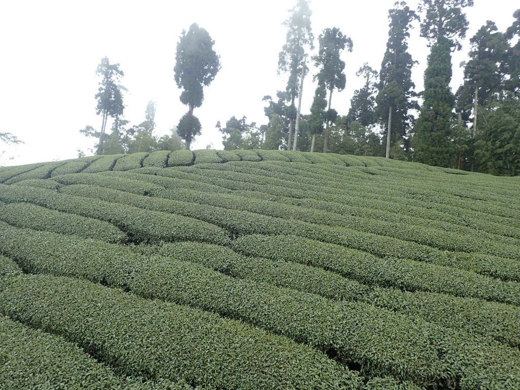 P3257920.JPG - 阿里山  頂石卓茶園之美