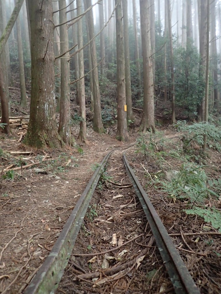 P2034990.JPG - 南庄  加里山  森林鐵道