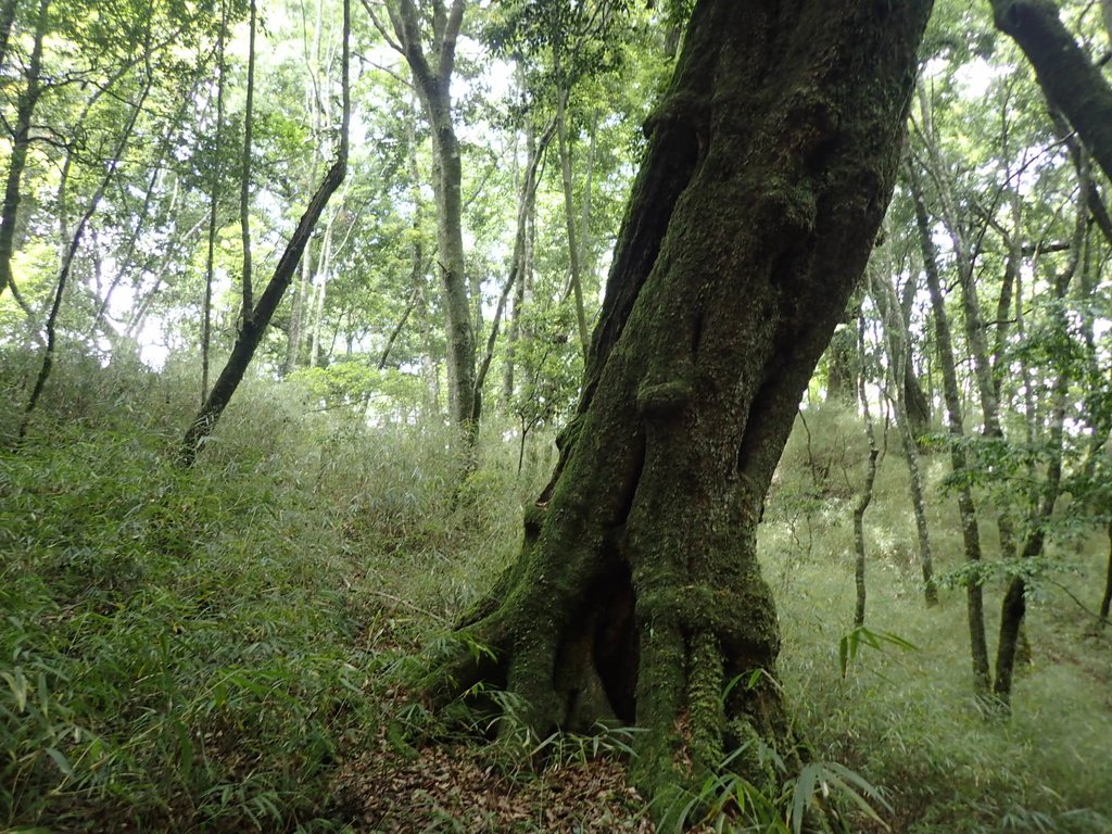 P6054110.JPG - 谷關七雄之  馬崙山  (上)