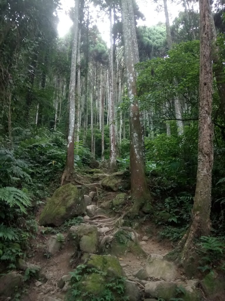 DSC_1060.JPG - 新竹  五指山登山步道