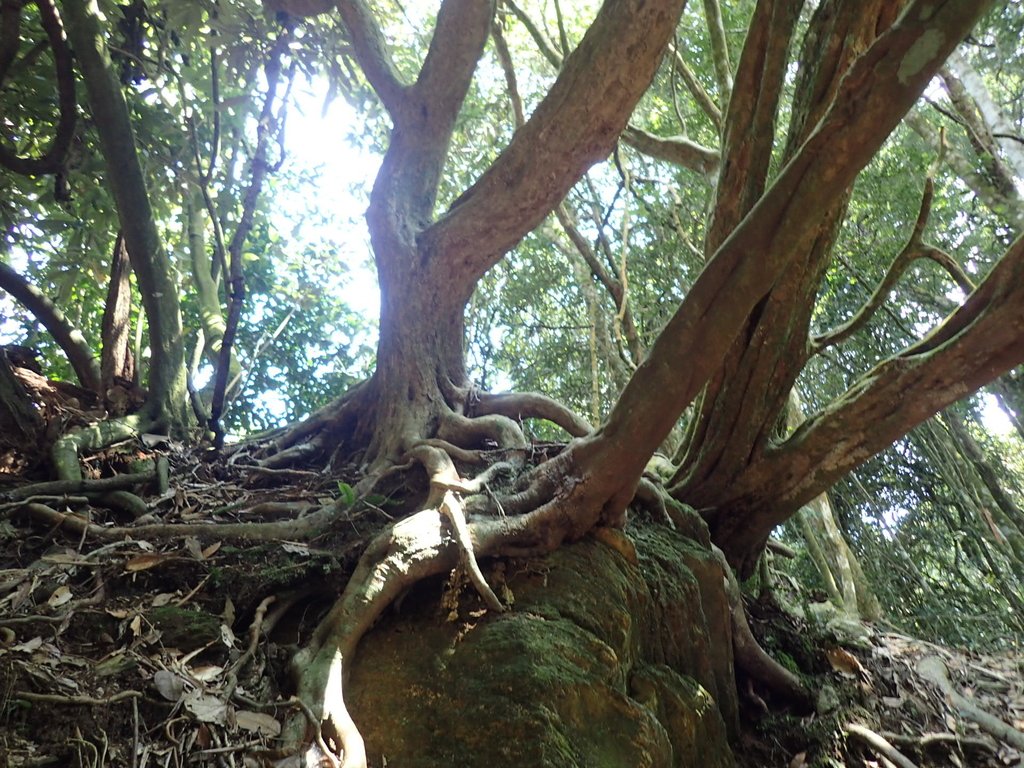 PA040452.JPG - 魚池  大尖山登山步道