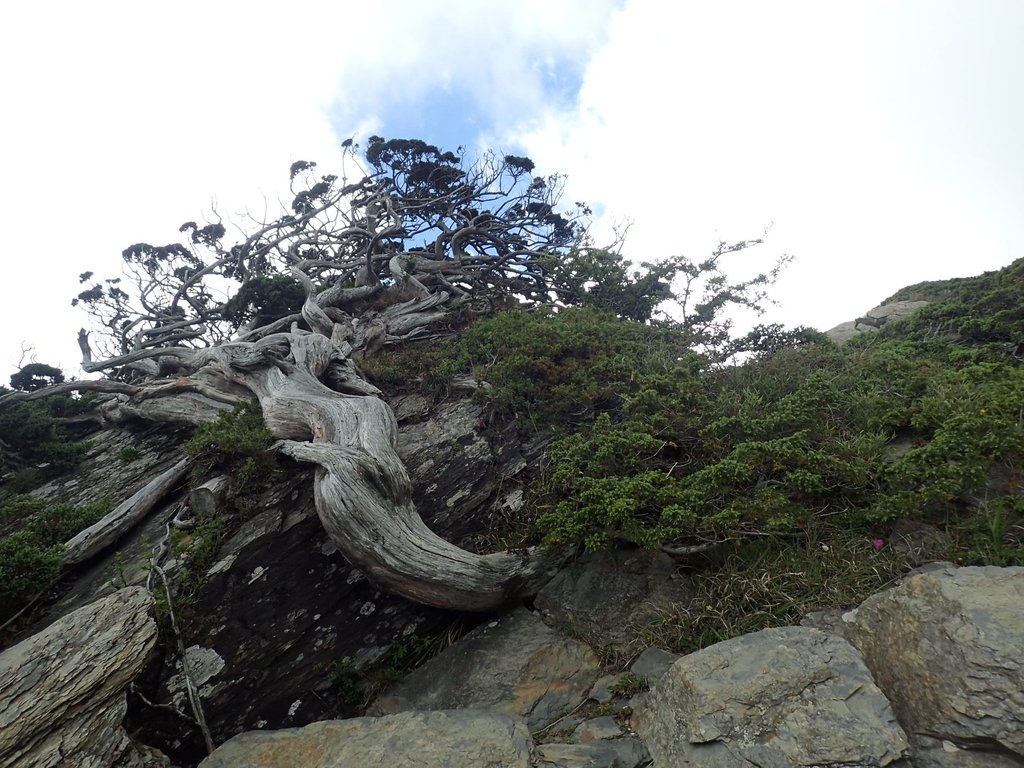 P7246031.JPG - 合歡山  北峰之美  (下)