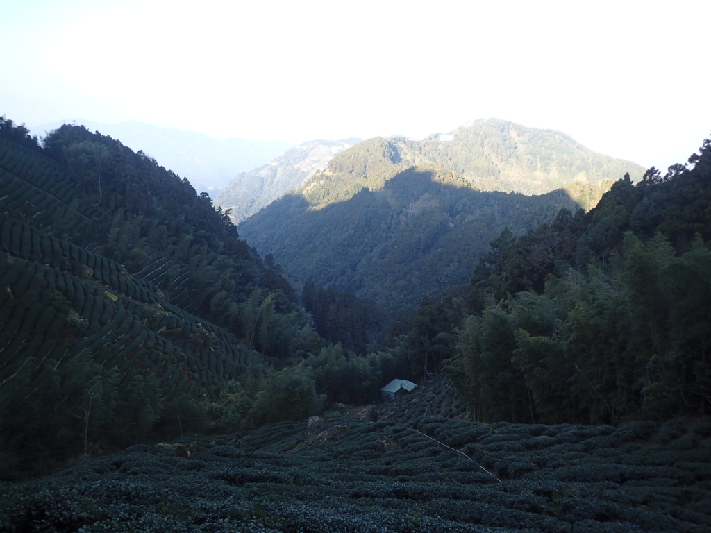 P2056619.JPG - 竹山  留龍頭  茶園風光