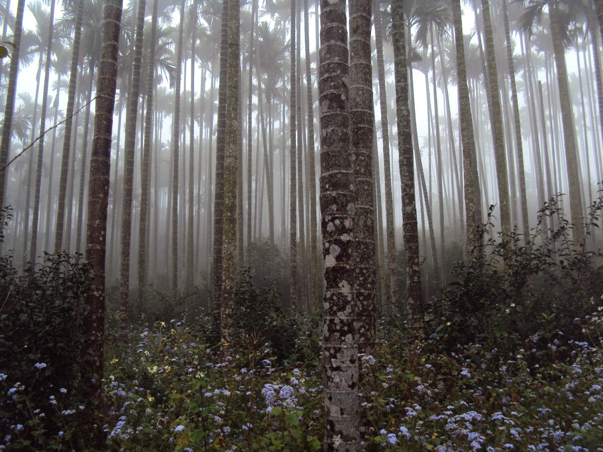 DSC07690.JPG - 南投  永興  晨霧山林