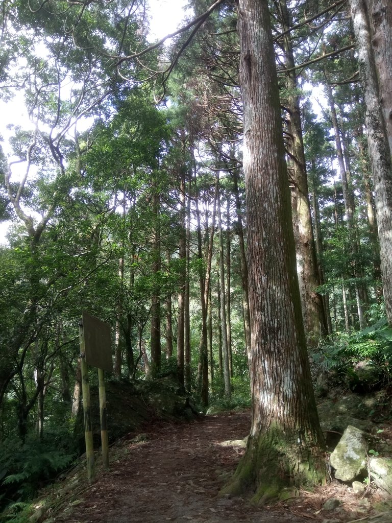 DSC_9020.JPG - 復興  東滿步道