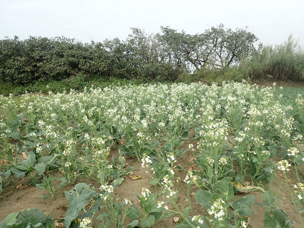 P2024791.JPG - 淡海  洲子灣  芥藍菜花田