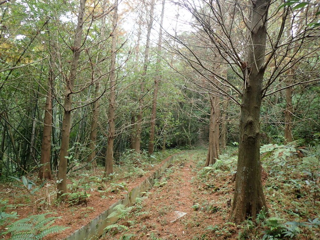 P1122699.JPG - 大直圓山風景區  劍潭山