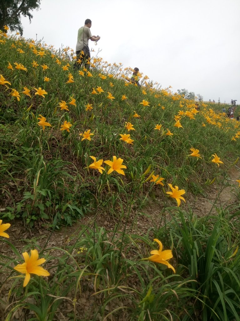 DSC_0550.JPG - 花壇  虎山岩  金針花季