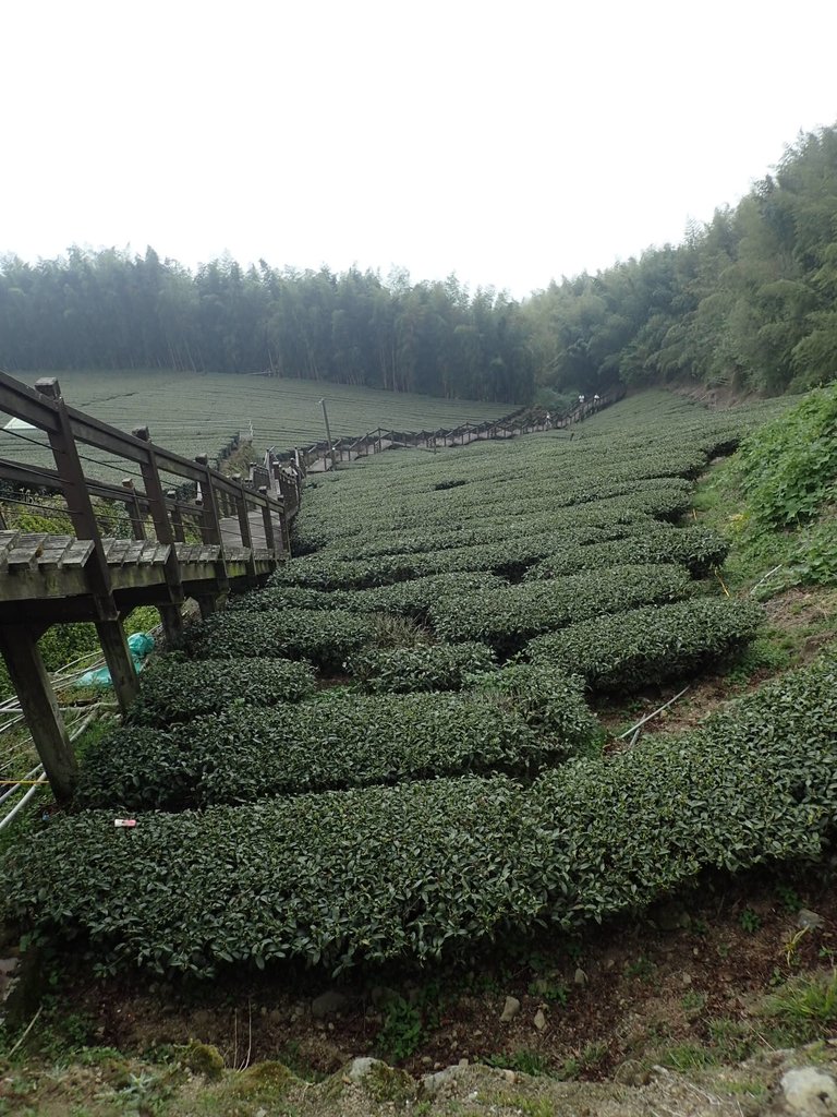 P3257909.JPG - 阿里山  頂石卓茶園之美