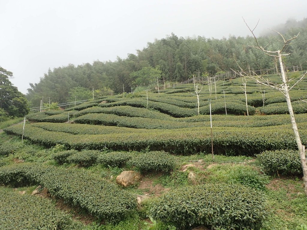 P3257925.JPG - 阿里山  頂石卓茶園之美