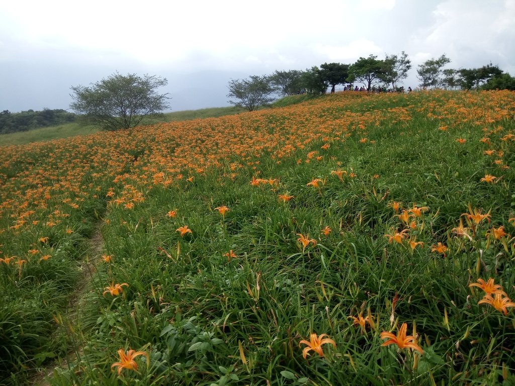 DSC_0734.JPG - 富里  六十石山  金針花季