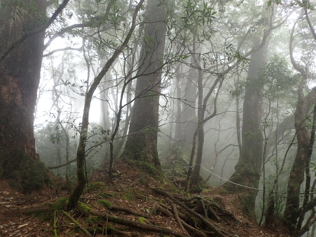 PA185671.JPG - 台中  和平  稍來山南峰