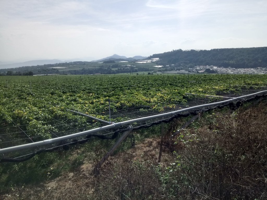 DSC_1871.JPG - 埔里  大坪頂  百香果園