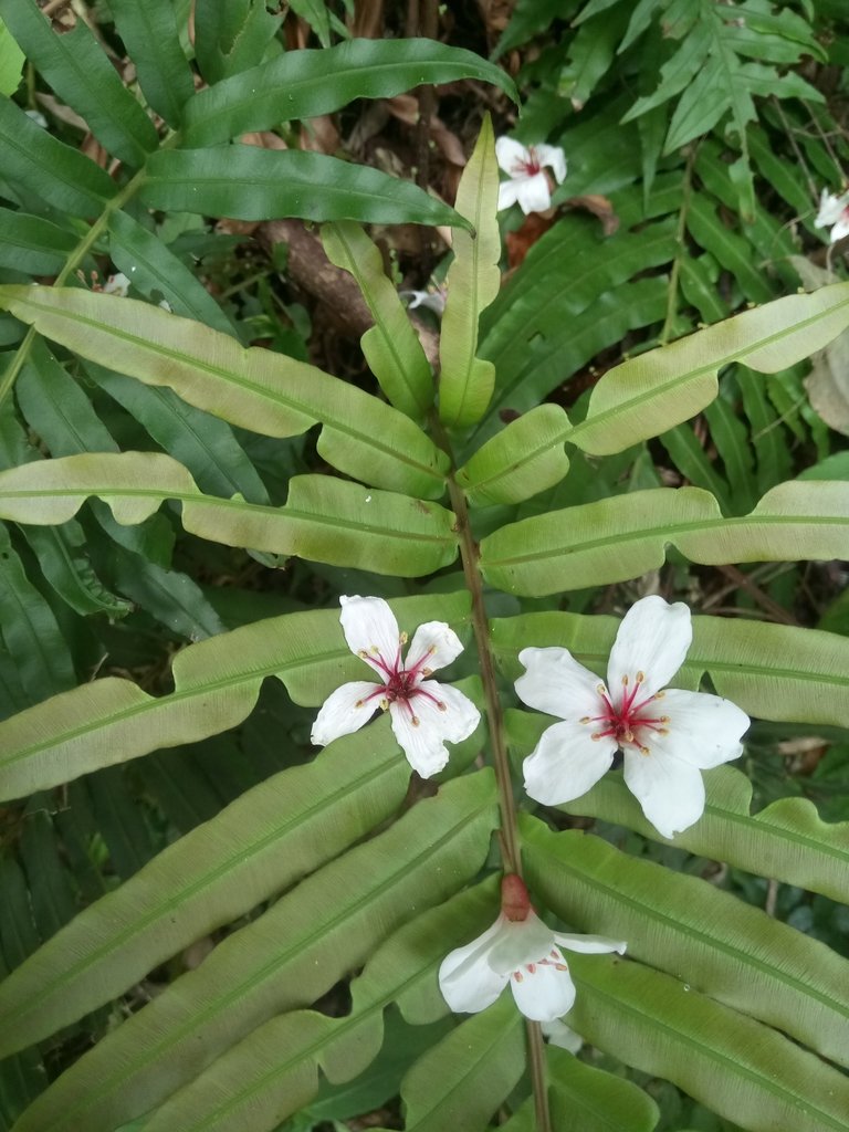 DSC_5095.JPG - 南庄  細湖頂  桐花山林