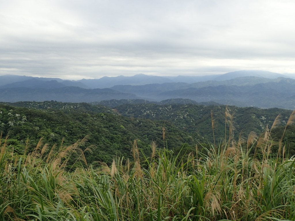 P4272146.JPG - 芎林  飛鳳山  (中坑山)