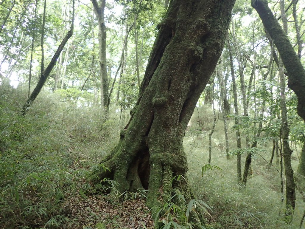 P6054111.JPG - 谷關七雄之  馬崙山  (上)