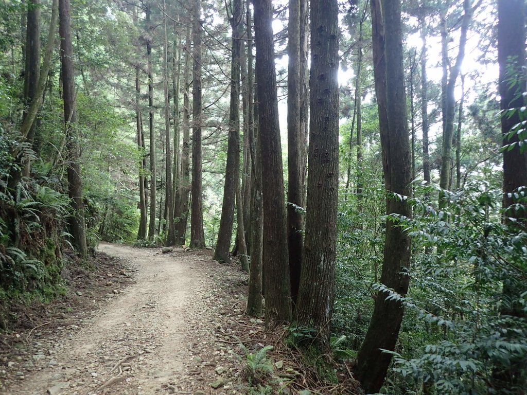 P7235921.JPG - 台中  和平  橫嶺山自然步道