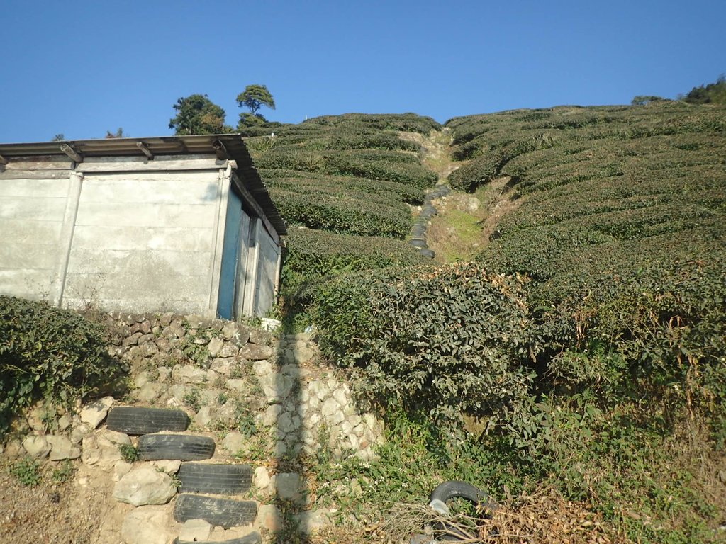 P1306590.JPG - 梅山  龍眼林茶園風光