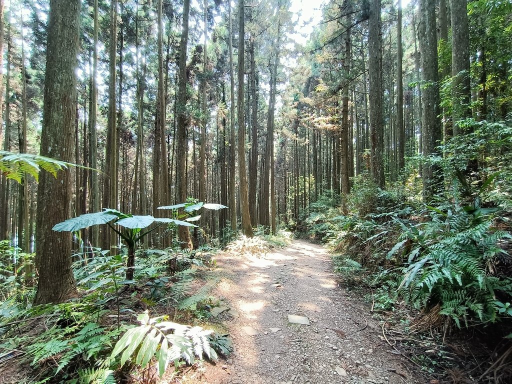 IMG20210403112912.jpg - 五峰  鵝公髻山登山步道  (02)