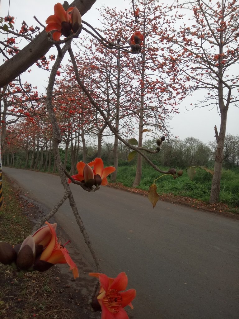 DSC_8309.JPG - 埤頭  東螺溪  木棉花