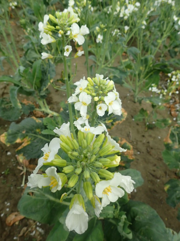 P2024799.JPG - 淡海  洲子灣  芥藍菜花田