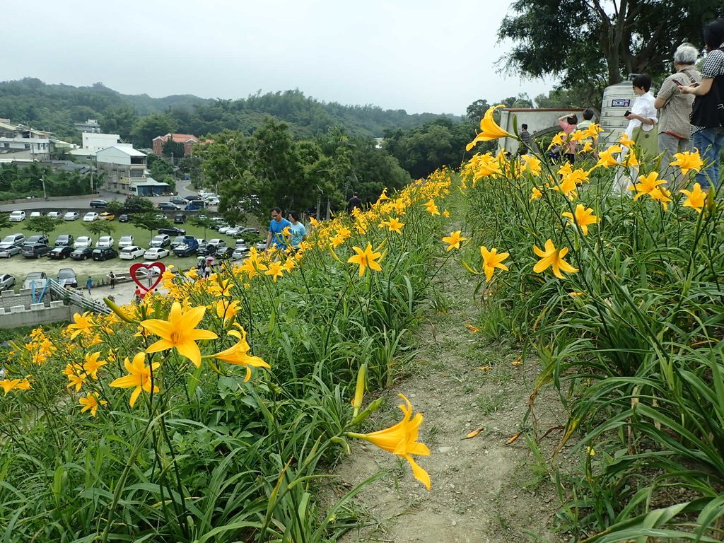 P4285728.JPG - 花壇  虎山岩  金針花季