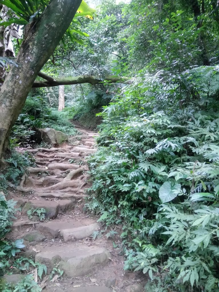 DSC_4862.JPG - 大溪  溪洲山登山步道