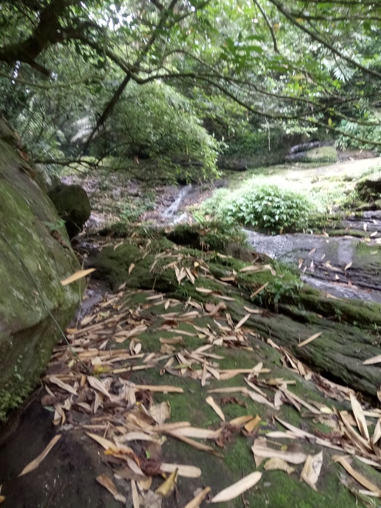 DSC_0570.JPG - 鹿谷  長源圳古道