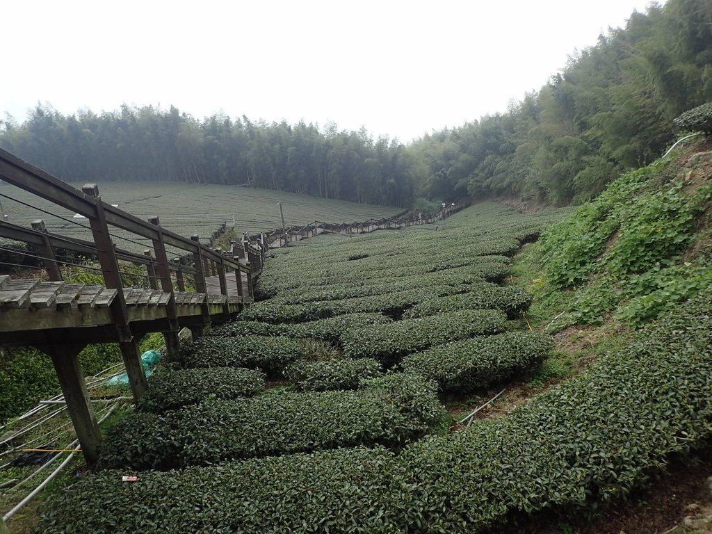 P3257911.JPG - 阿里山  頂石卓茶園之美