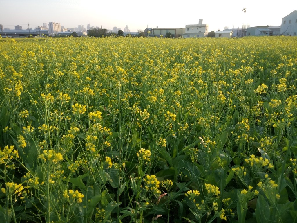 DSC_0166.JPG - 台中  西屯  油菜花田