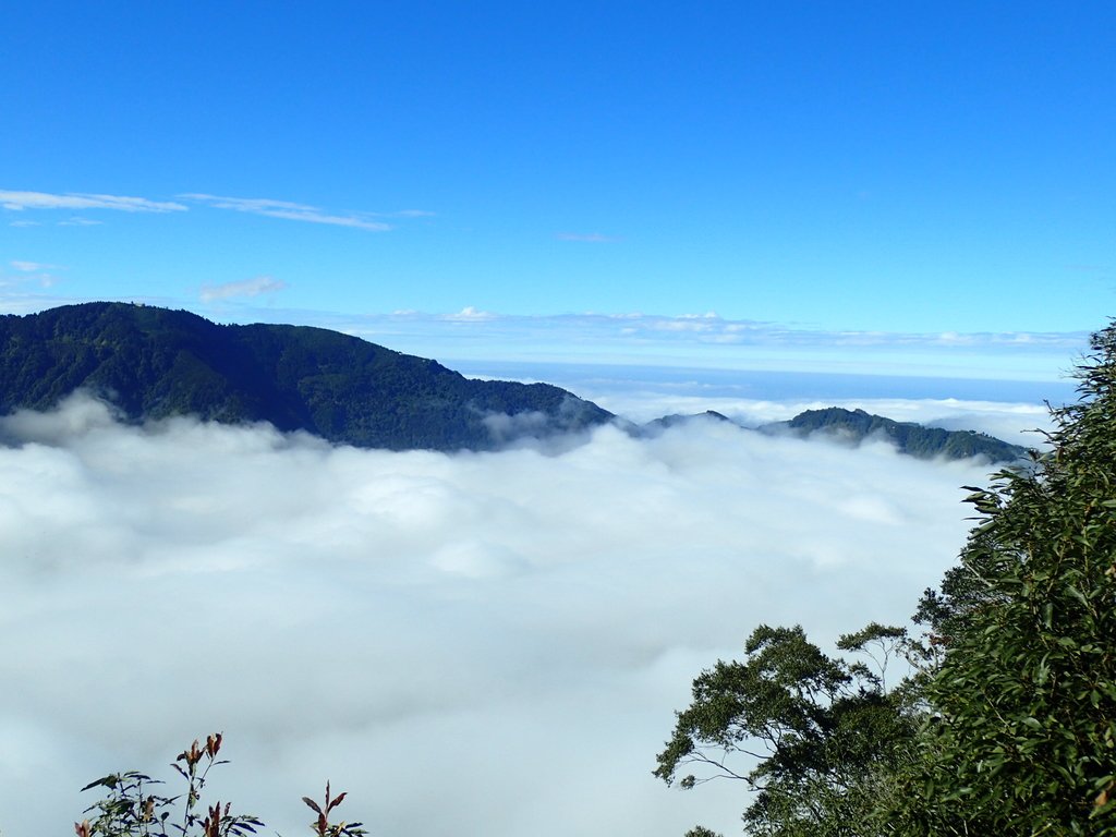 PC055895.JPG - 鹿谷  溪頭  南鳳凰山