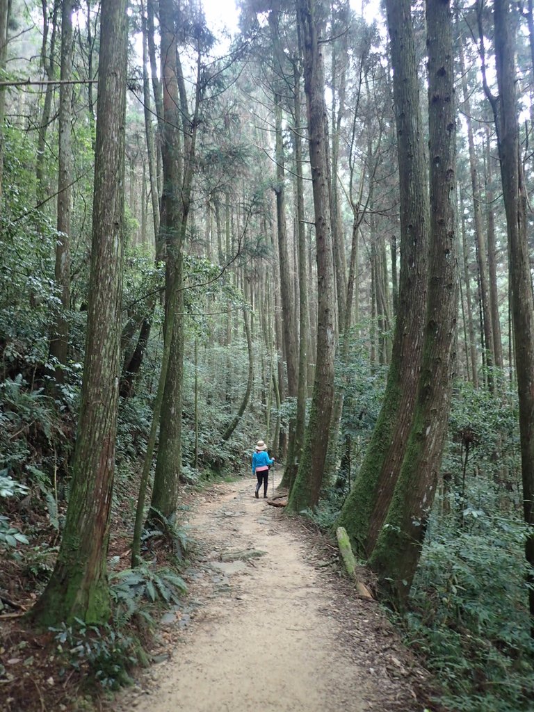 P7235926.JPG - 台中  和平  橫嶺山自然步道