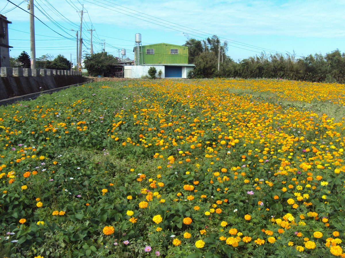 DSC04378.JPG - 中壢  山下里  黃色萬壽菊