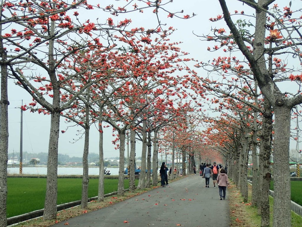 P3066638.JPG - 白河  林初埤  木棉花