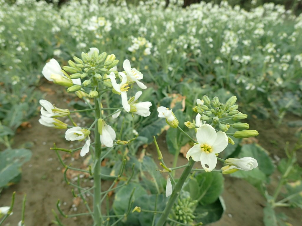 P2024802.JPG - 淡海  洲子灣  芥藍菜花田