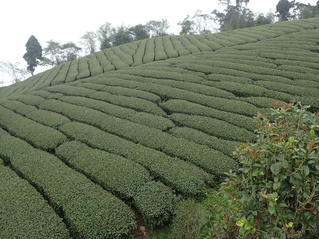 P3257915.JPG - 阿里山  頂石卓茶園之美