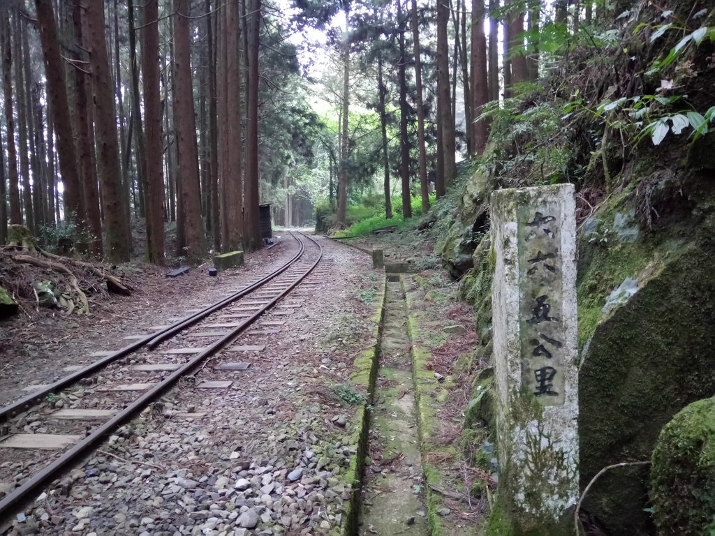 DSC_1530.JPG - 阿里山  二萬平  抱石神木