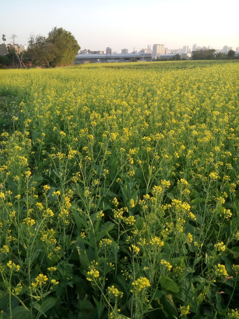 DSC_0168.JPG - 台中  西屯  油菜花田