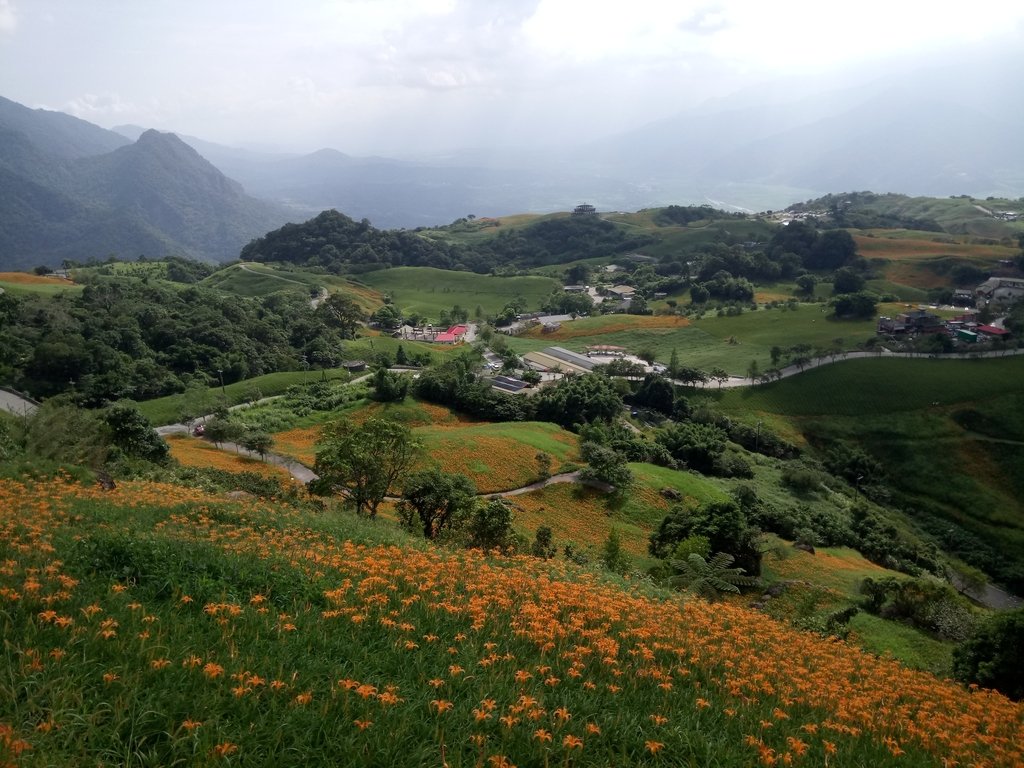 DSC_0739.JPG - 富里  六十石山  金針花季