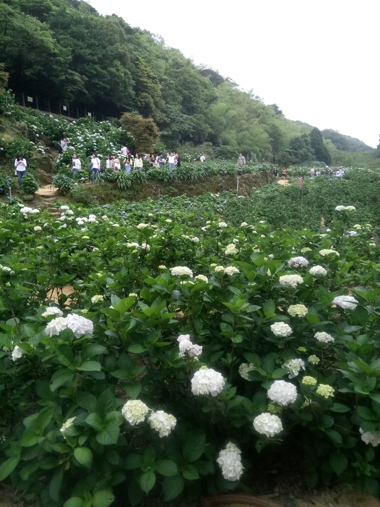 DSC_1468.JPG - 陽明山  高家繡球花園