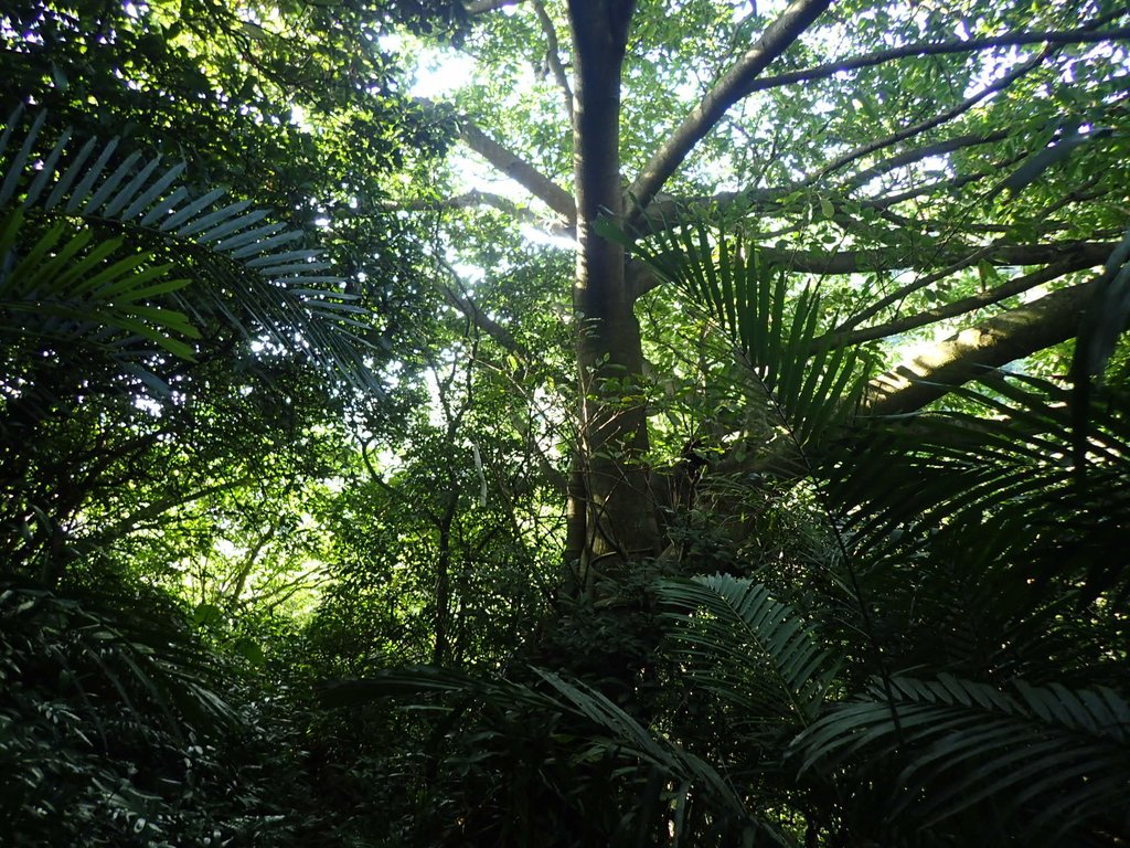 P7072209.JPG - 瑞芳  蚊子坑古道  龍洞稜