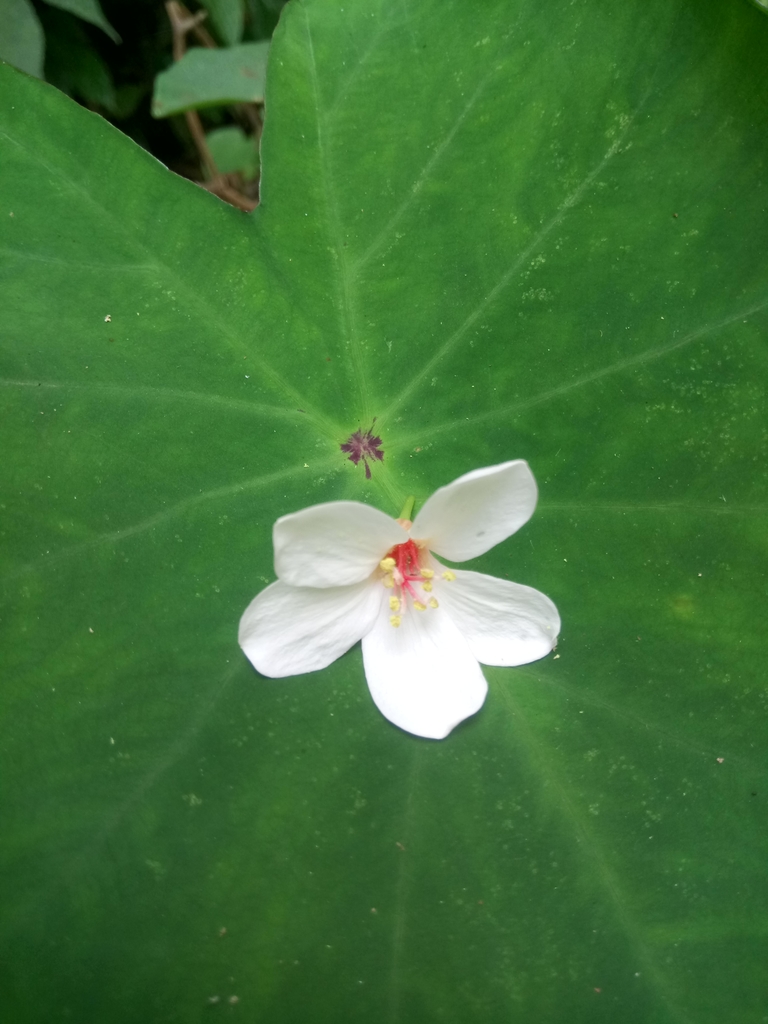 DSC_5100.JPG - 南庄  細湖頂  桐花山林