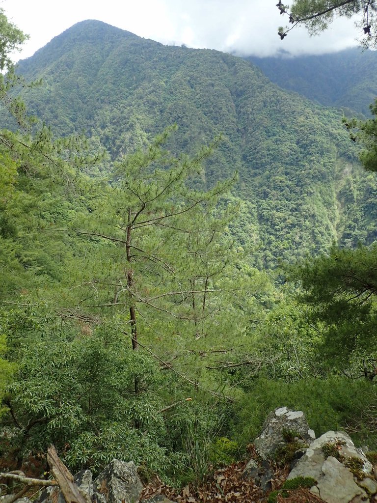 P6054125.JPG - 谷關七雄之  馬崙山  (上)