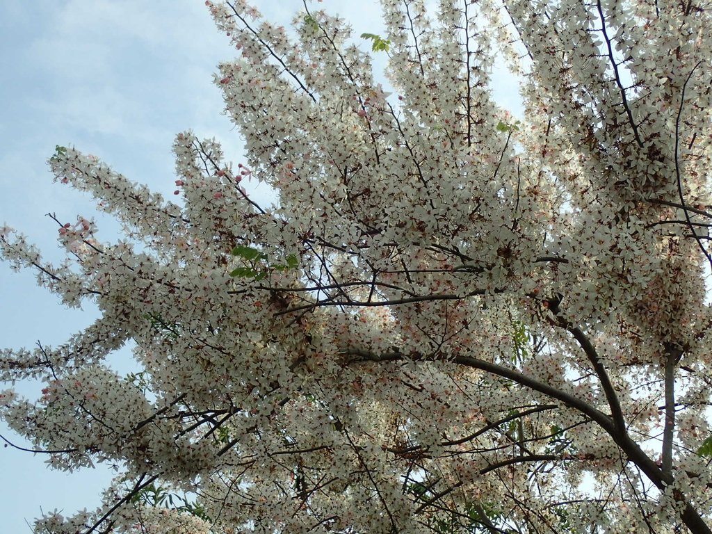 路竹  一甲  花旗木之美