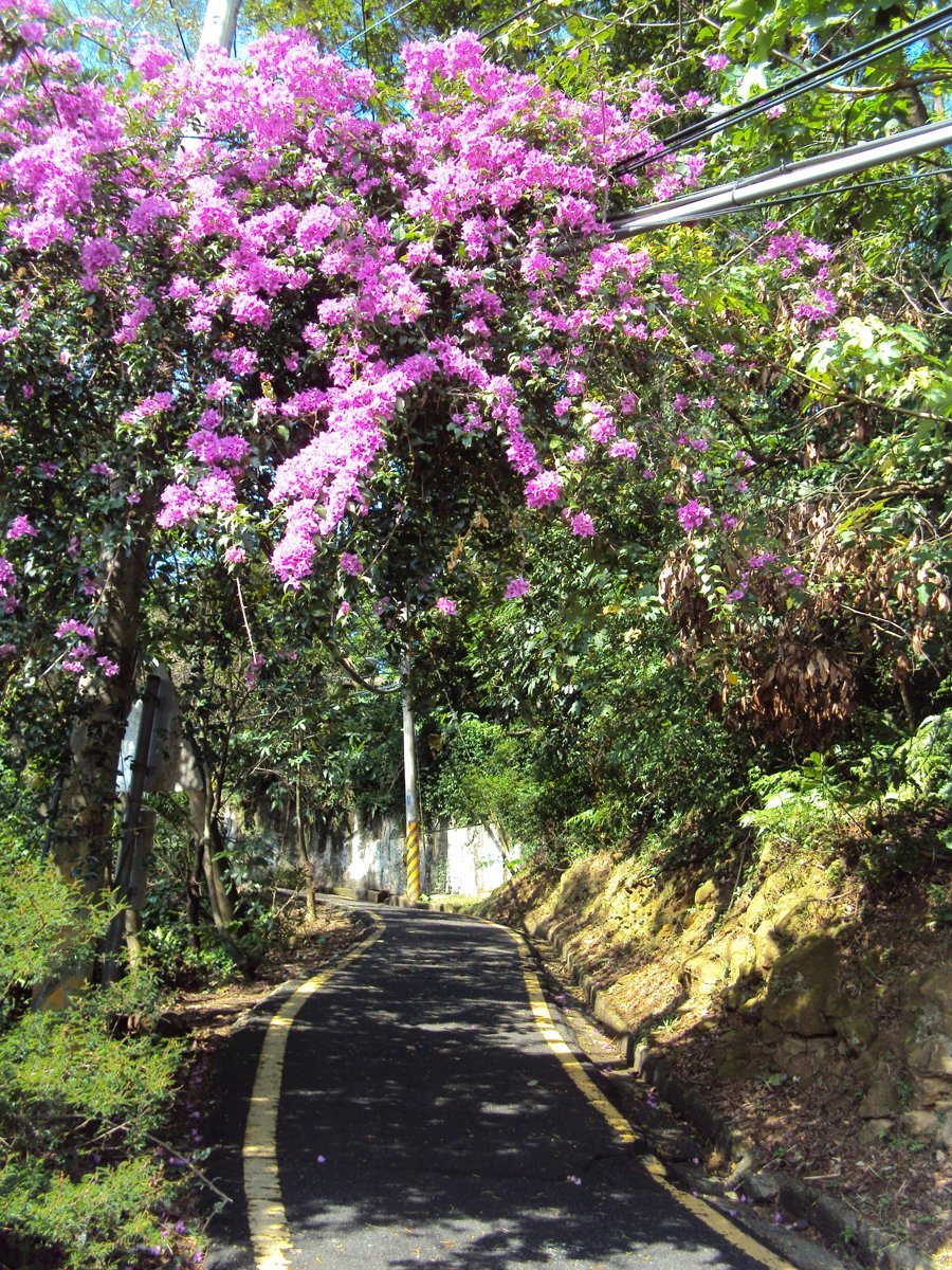 DSC01947.JPG - 三峽  鳶山登山步道