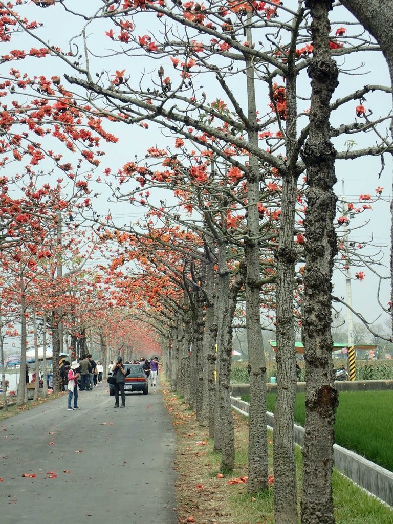 P3066642.JPG - 白河  林初埤  木棉花