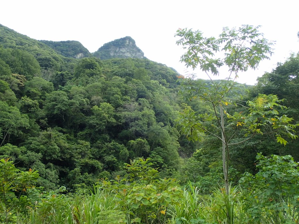 P8287251.JPG - 苗栗  泰安  虎山行