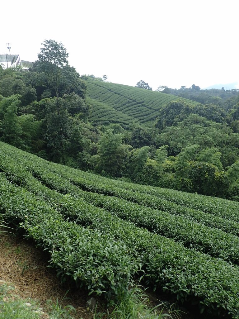 P8156545.JPG - 武界茶園  (01)