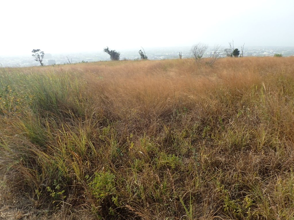 PA160957.JPG - 大甲  鐵砧山大草原