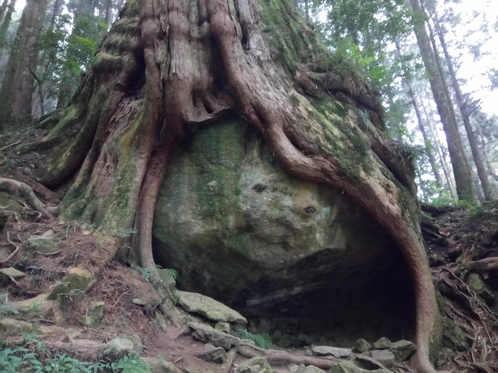 DSC_1538.JPG - 阿里山  二萬平  抱石神木